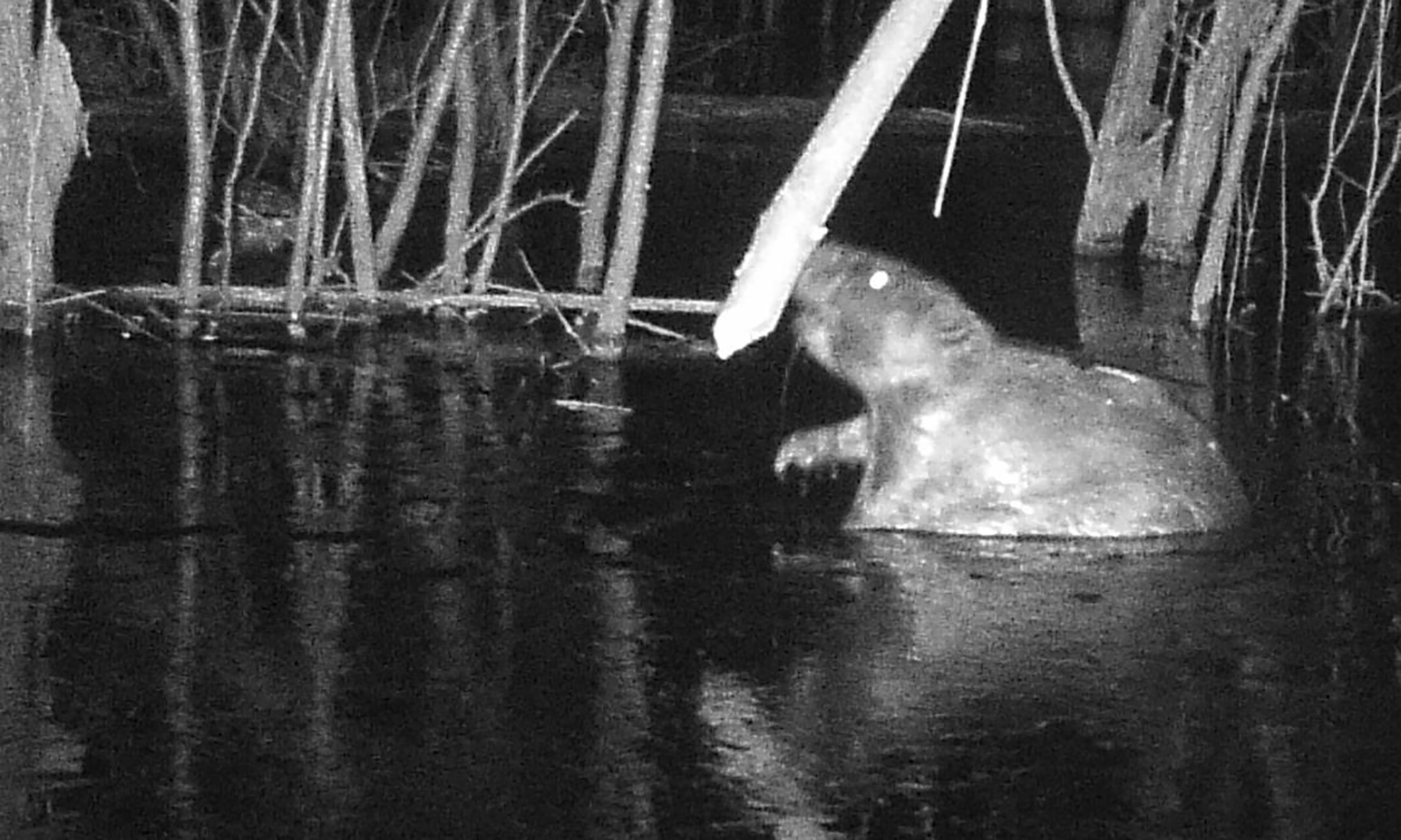 Beaver in OU Preserve